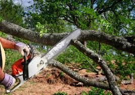 Why Choose Our Tree Removal Services in Sharpes, FL?