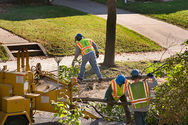 Seasonal Cleanup (Spring/Fall) in Sharpes, FL